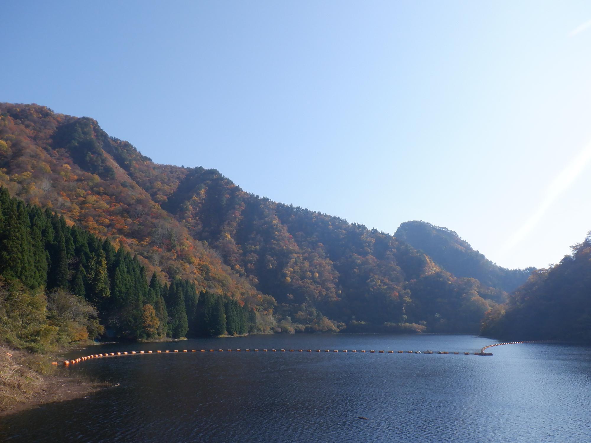早出川ダムの紅葉写真