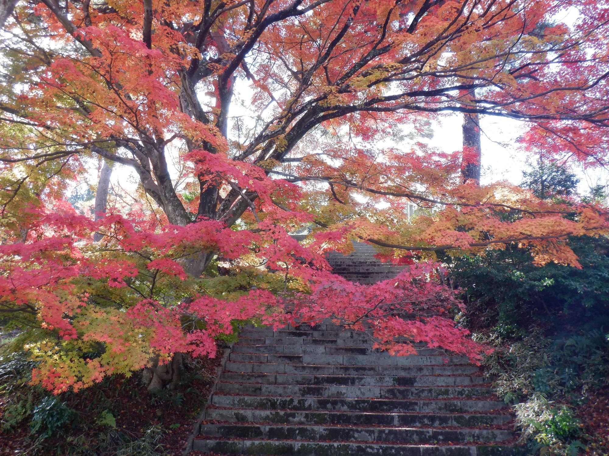 村松公園の紅葉写真