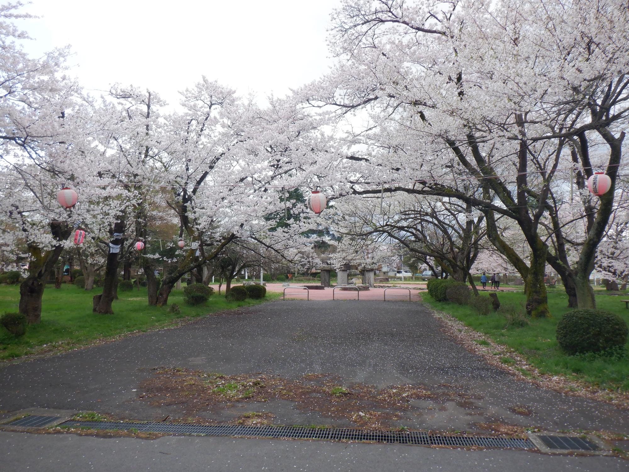 満開の粟島公園の桜