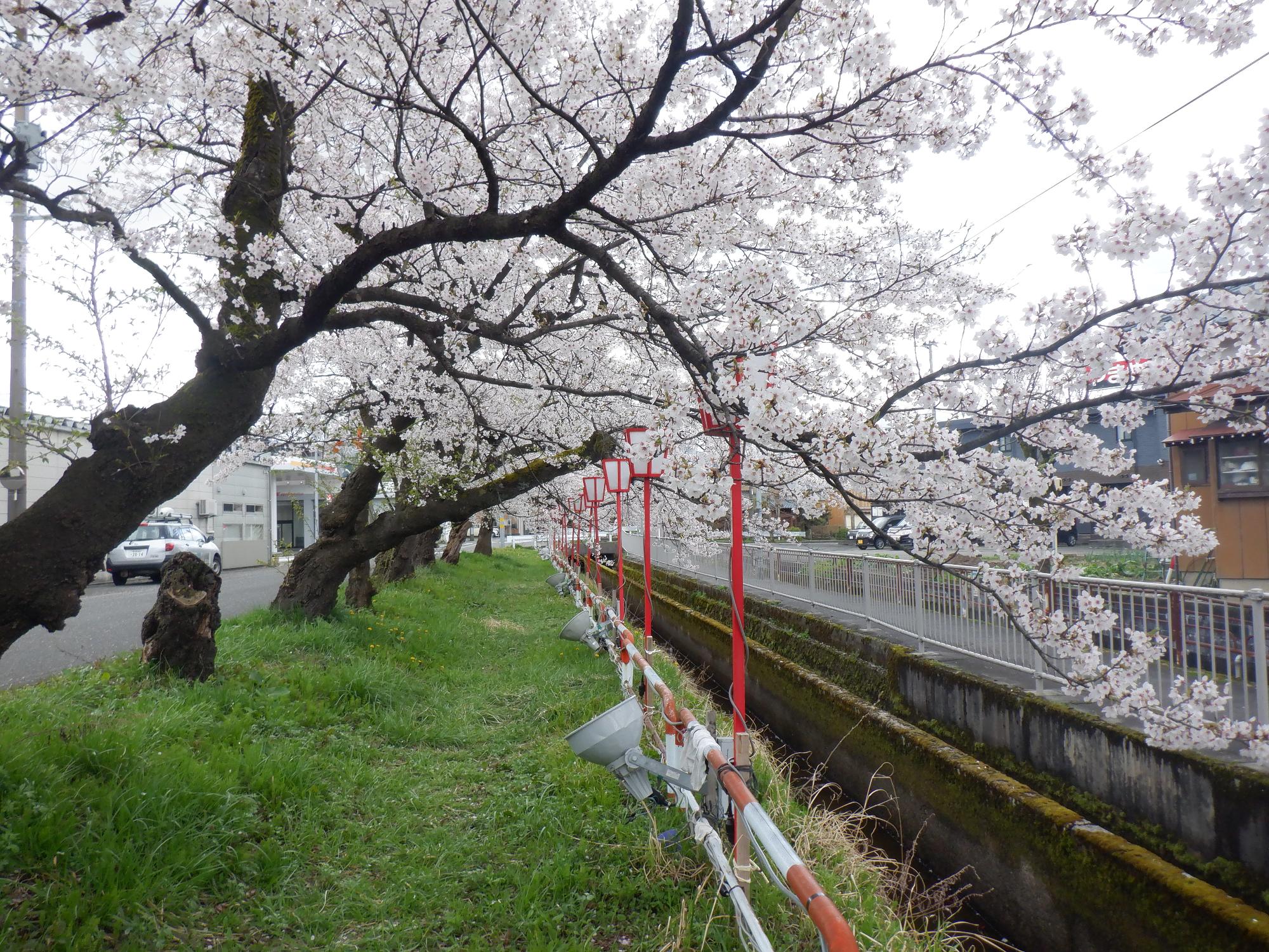 満開の桜橋の桜