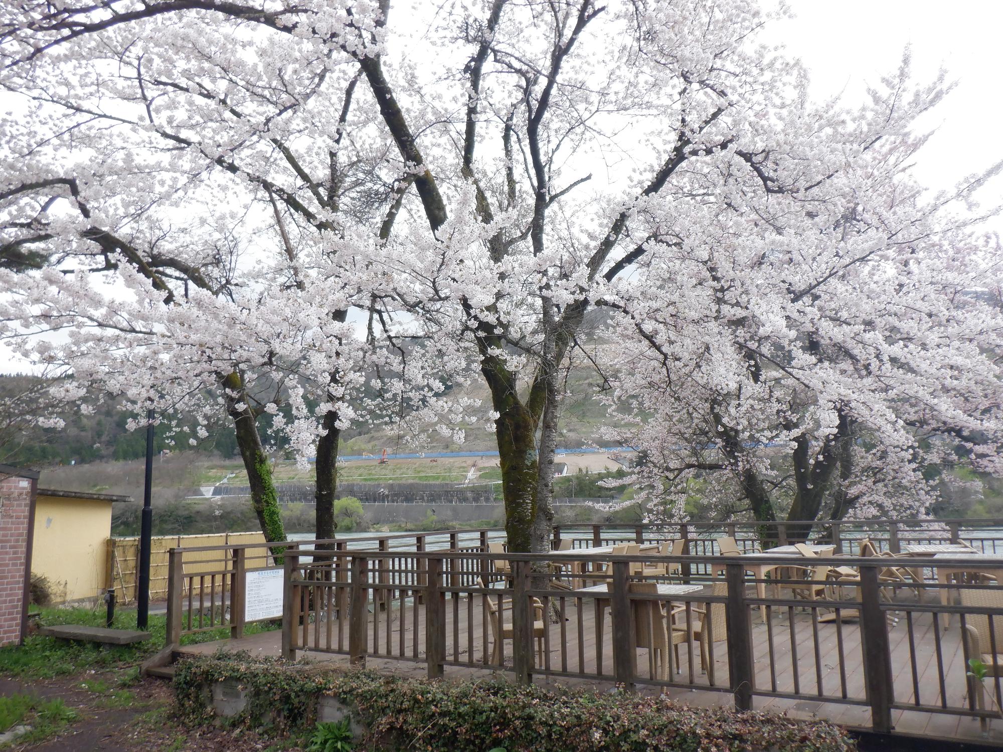 満開の咲花温泉の桜