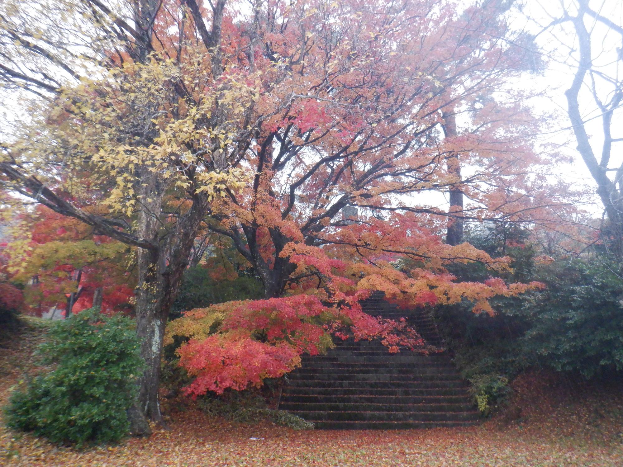 村松公園の紅葉写真