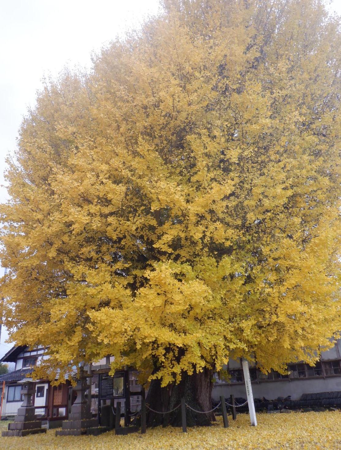 上郷屋オハツキイチョウ