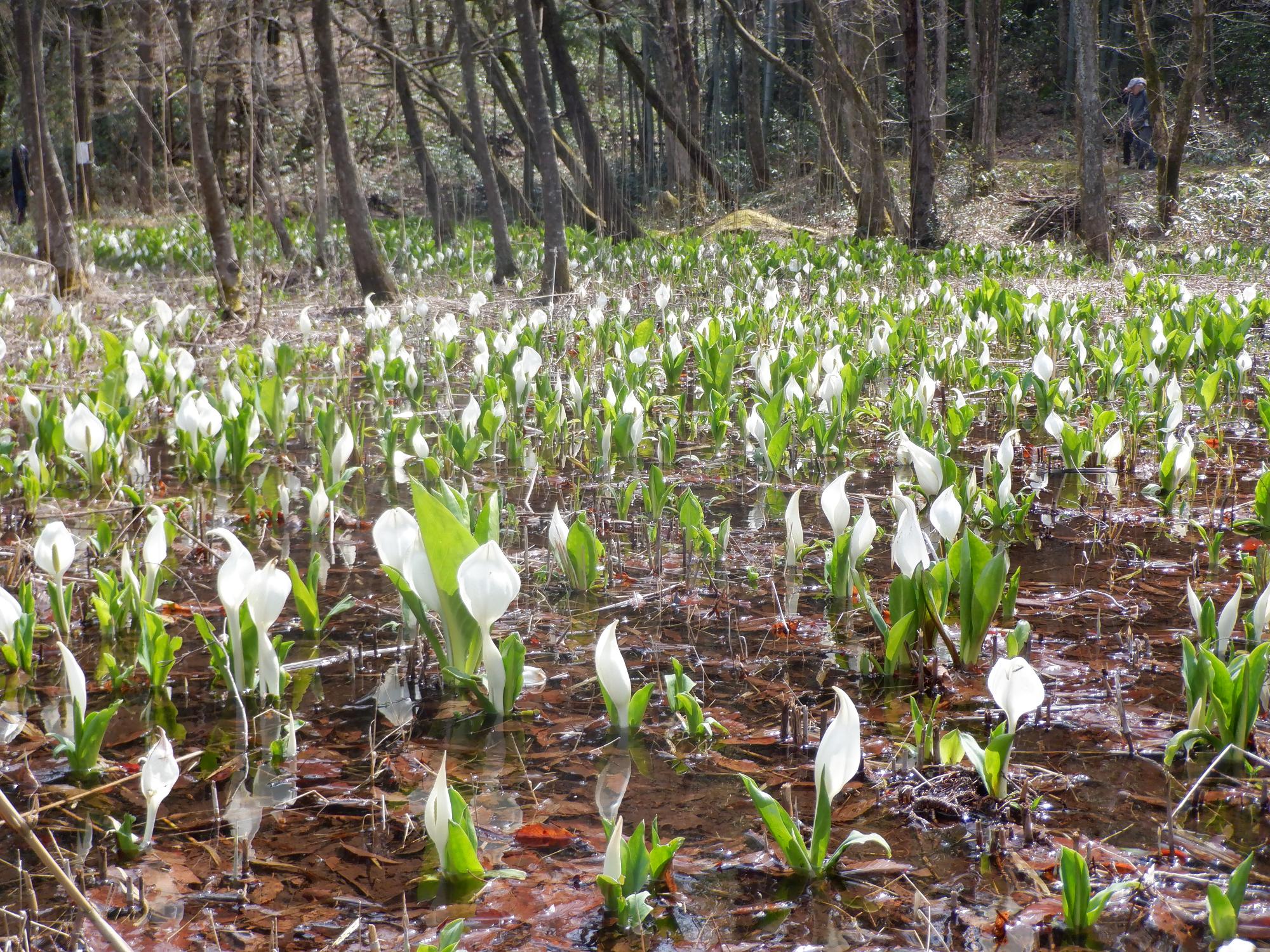 H31.4.6水芭蕉