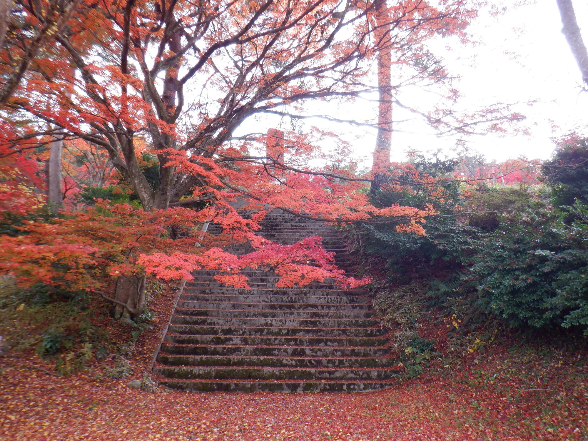 村松公園の紅葉写真