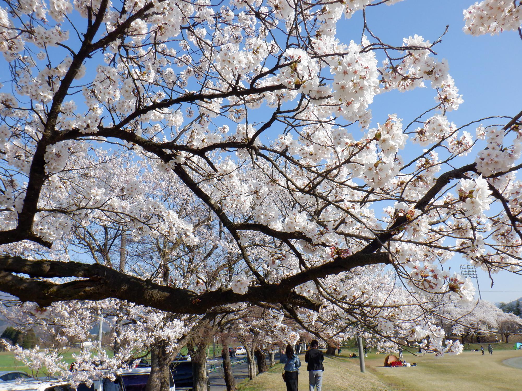 07 村松公園桜(R5.4.2）