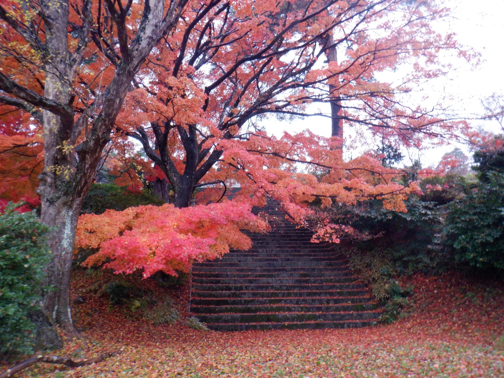 村松公園の紅葉写真