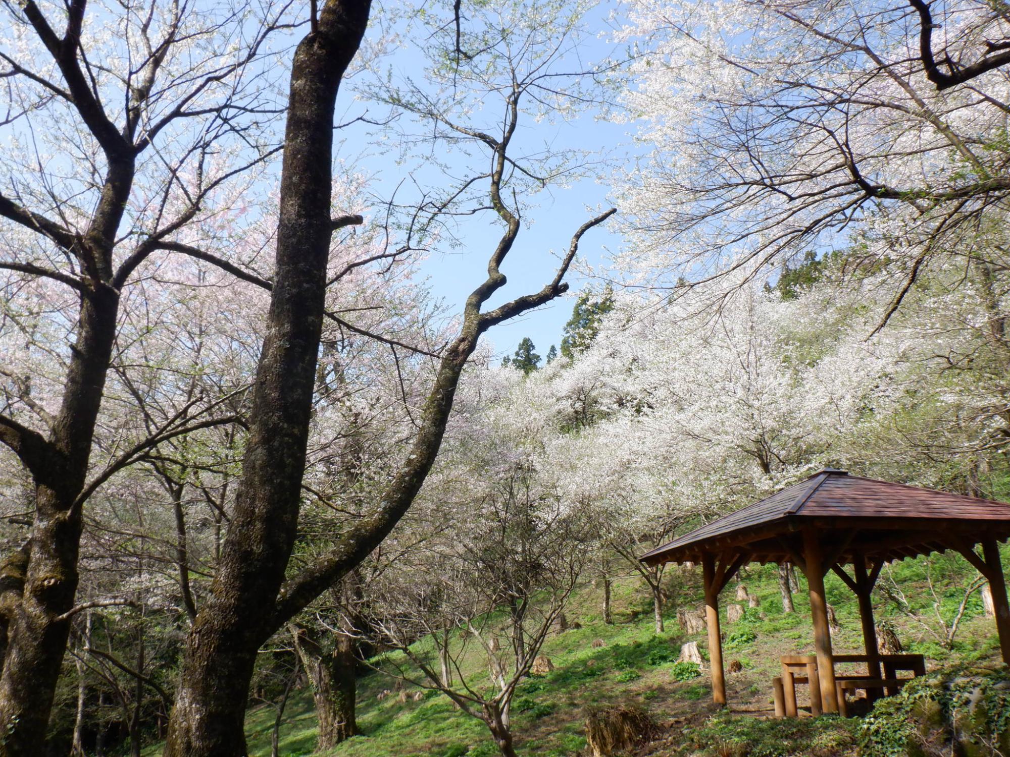 06 小山田彼岸桜(R4.4.12)