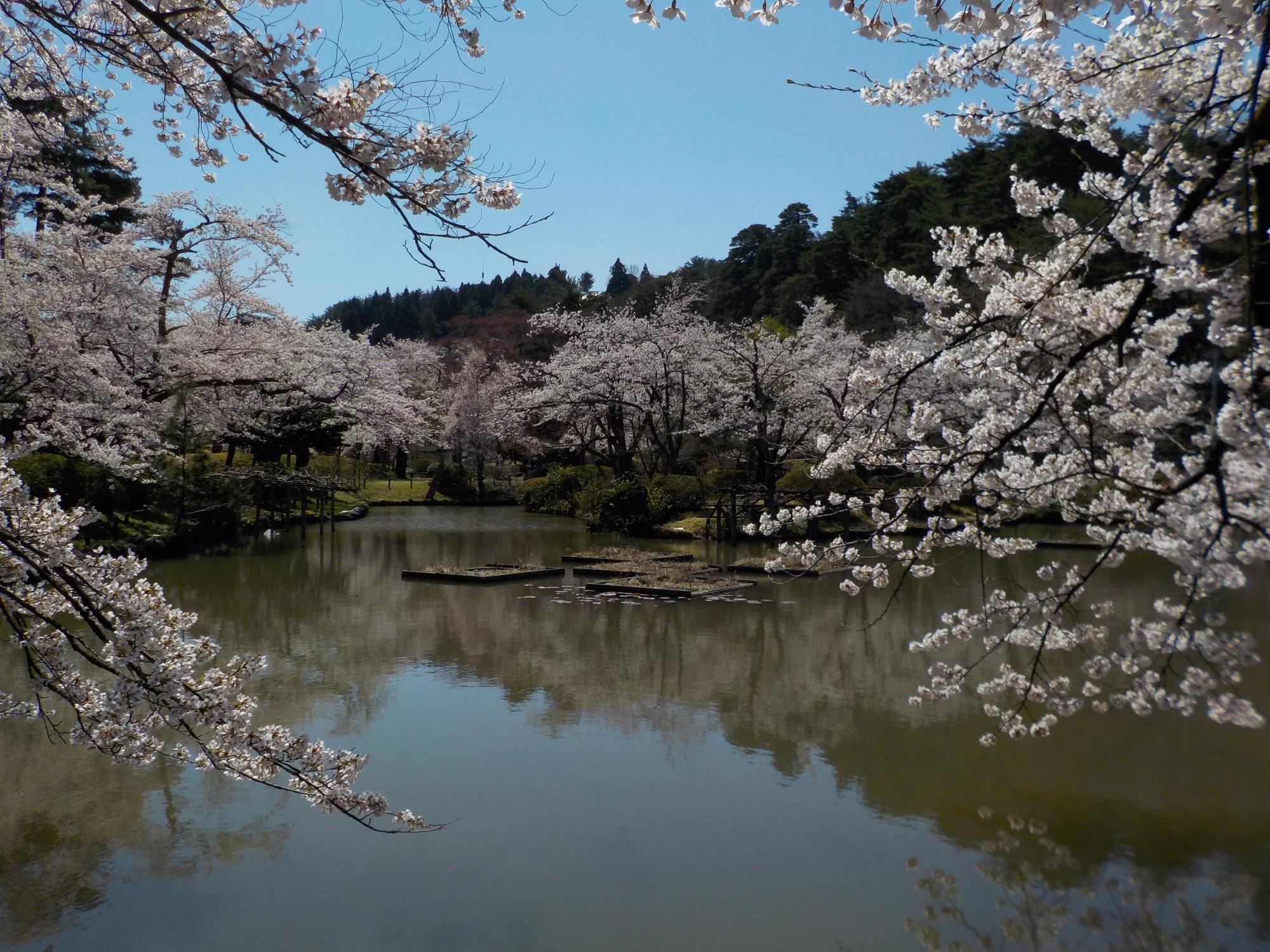 H31.4.16村松公園