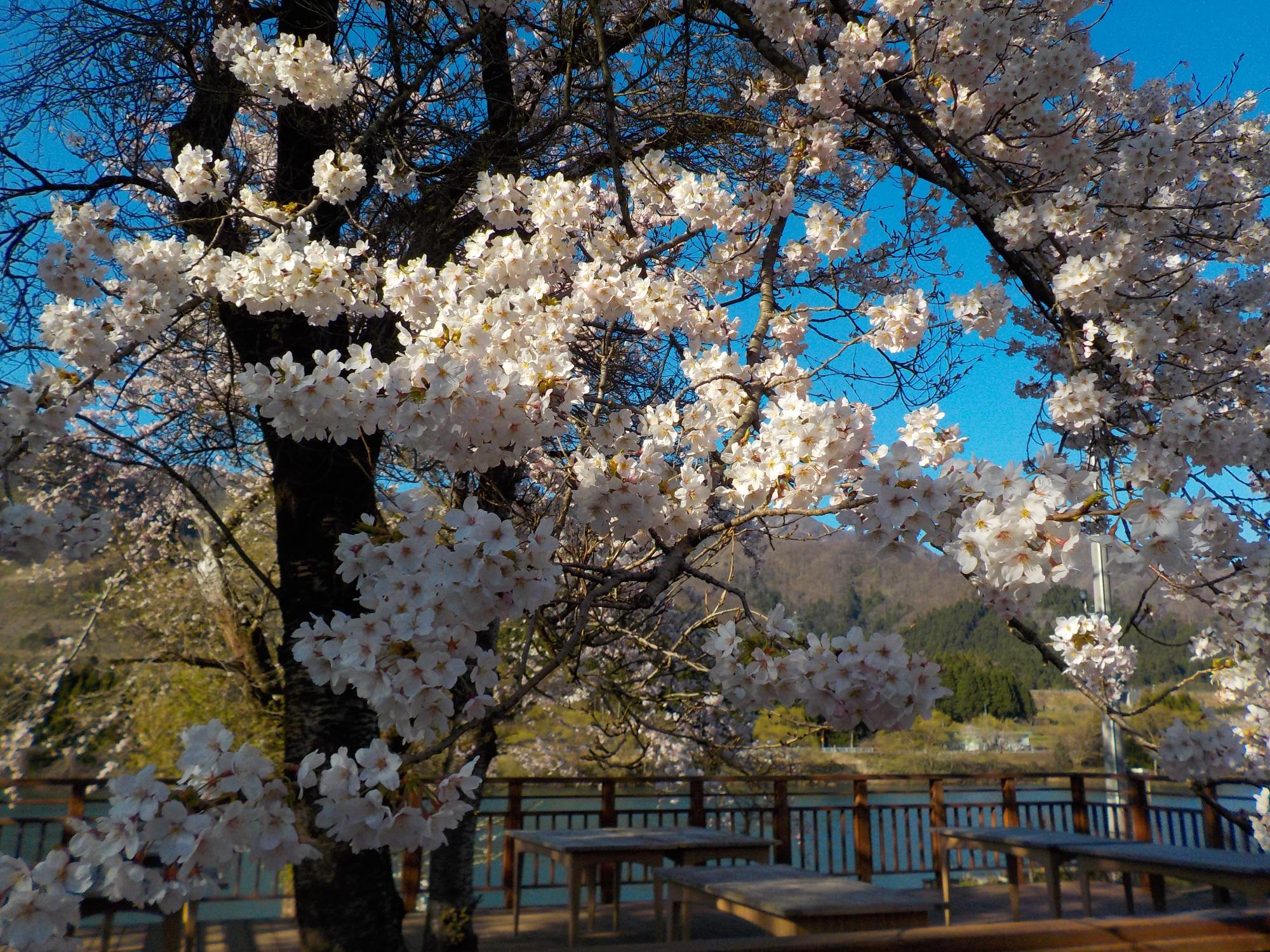 H31.4.16咲花温泉桜