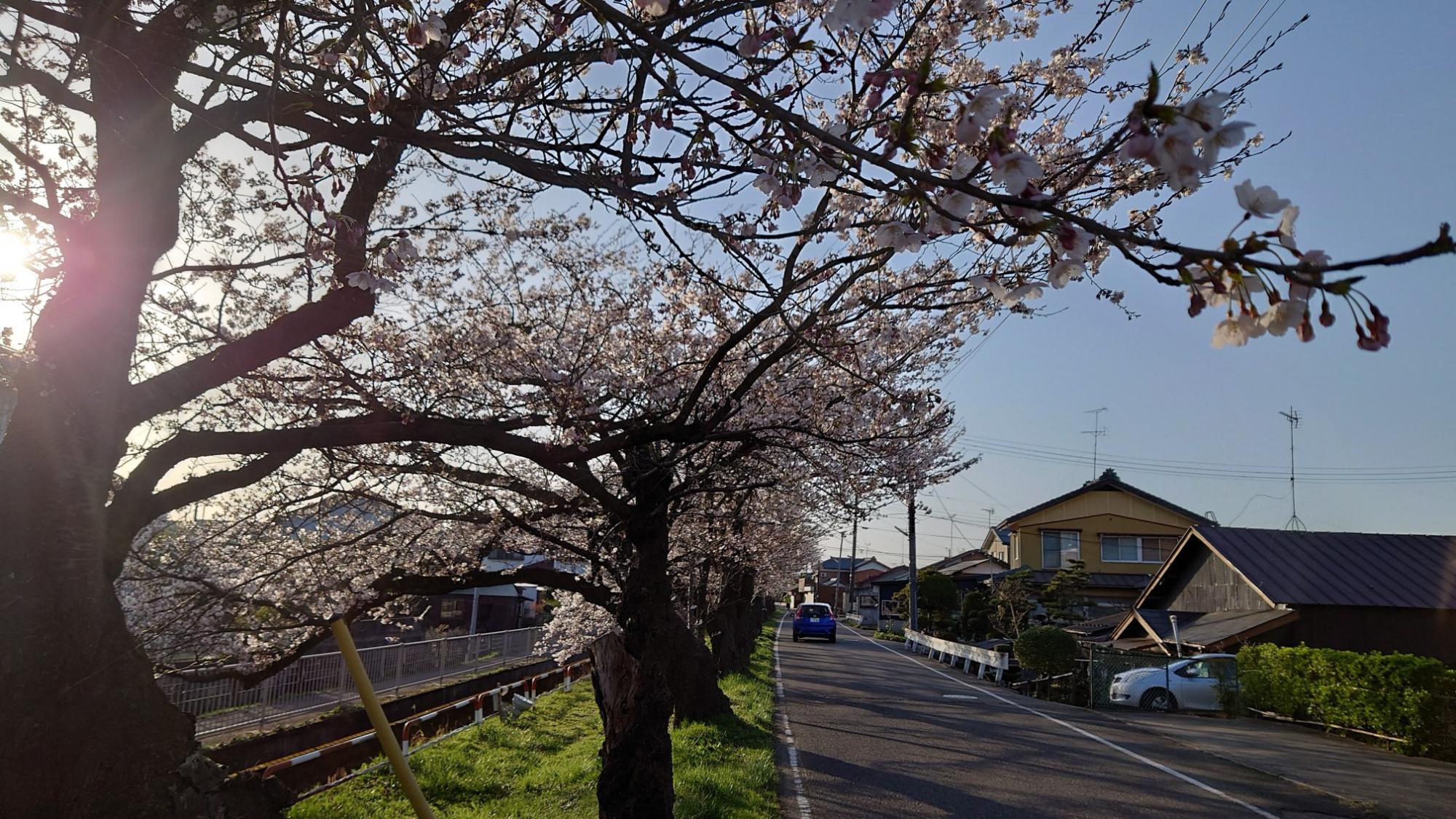 03 桜橋桜(R4.4.9)