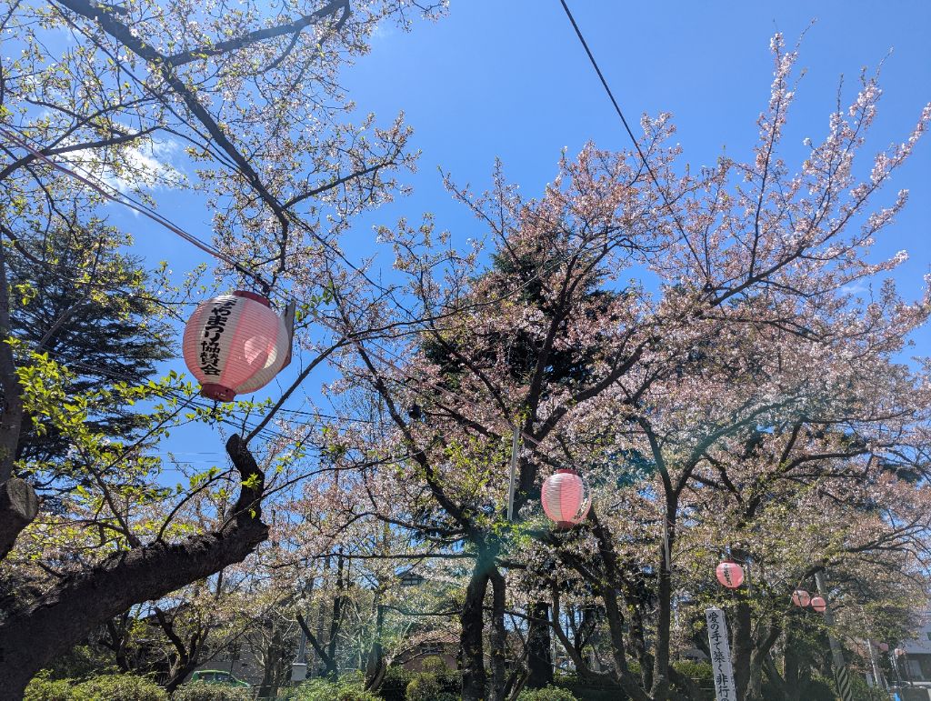 粟島公園桜写真4月12日