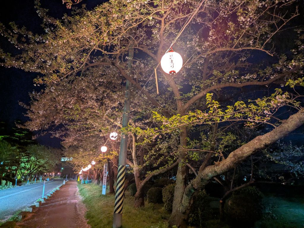 粟島公園ライトアップ写真4月12日