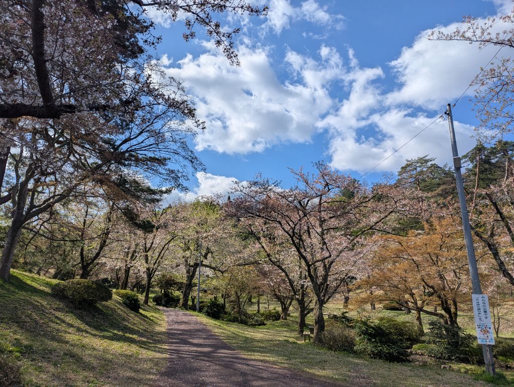 村松公園桜写真4月12日