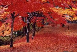 紅葉の時期の村松公園の写真