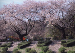 村松公園の桜まつりの写真