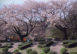 村松公園 五泉市公式ホームページ