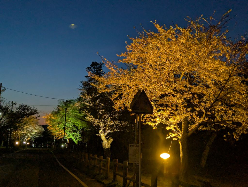 村松公園桜ライトアップ写真4月12日