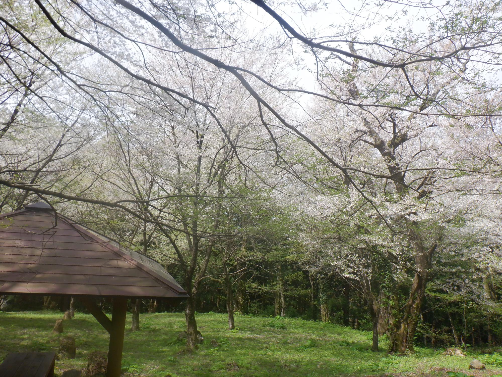 小山田彼岸桜写真4月12日