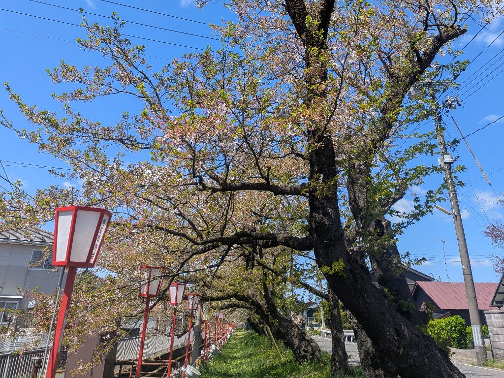 桜橋写真4月12日