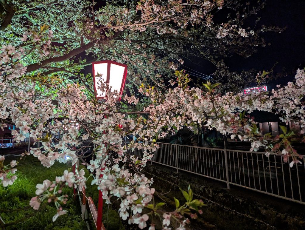 桜橋ライトアップ写真4月12日